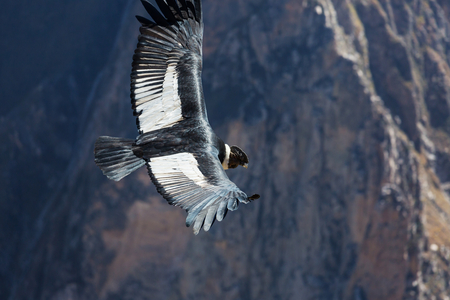Flying condor in the Colca canyon,Peruの写真素材