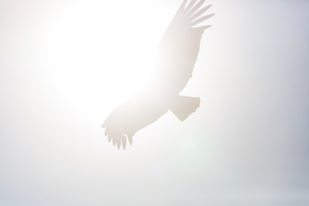 Flying condor in the Colca canyon,Peruの写真素材