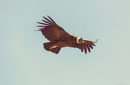 Flying condor in the Colca canyon,Peruの写真素材