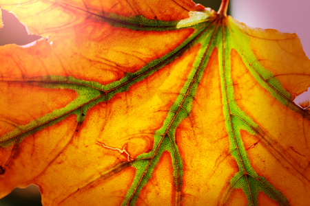 Colorful yellow leaves in Autumn season. Close-up shot. Suitable for background image.の写真素材