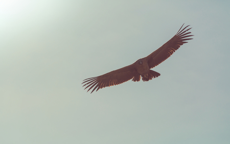 Flying condor in the Colca canyon,Peru