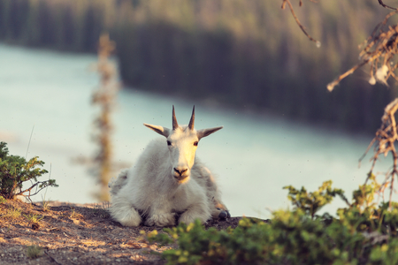 Wild Mountain Goat in Cascade mountainsの写真素材