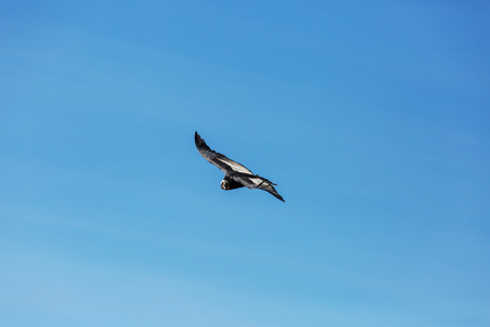 Flying condor in the Colca canyon,Peru
