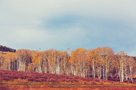 Sunny autumn meadowの写真素材