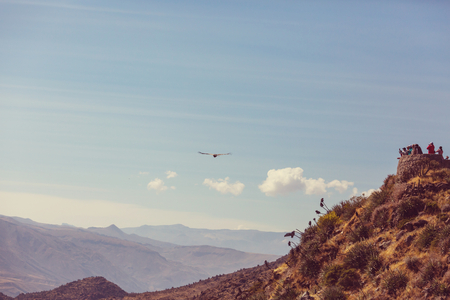 Flying condor in the Colca canyon,Peruの写真素材