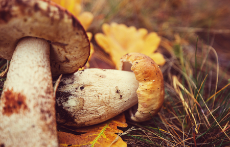 Mushrooms in Fall seasonの写真素材