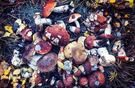 Mushrooms in Fall seasonの写真素材