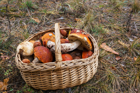 Mushrooms in Fall seasonの写真素材