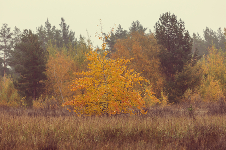Autumn scene in yellow tonesの写真素材