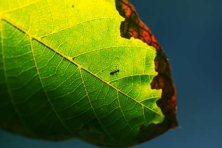 Green leaves close up in garden