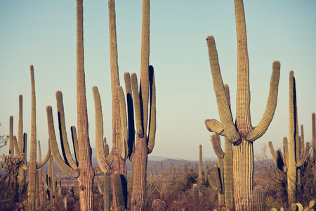 Saguaro National Parkの写真素材