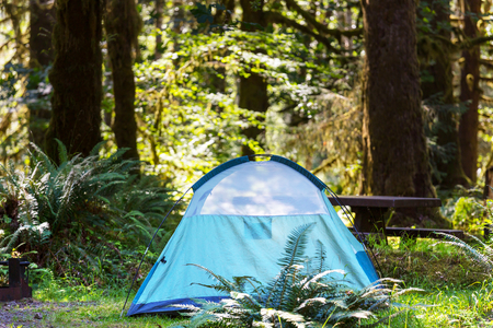 tent in the forestの写真素材