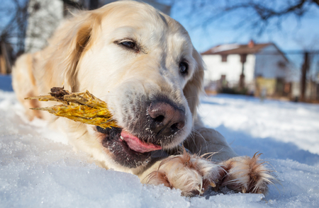 Dog in the winter forestの写真素材