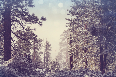 Scenic snow-covered forest in winter season. Good for Christmas background.の写真素材