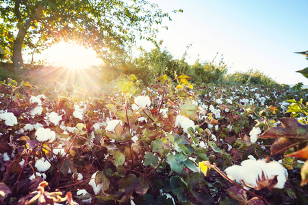 Cotton field at sunrise. Autumn season.の写真素材
