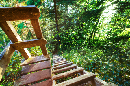 Wooden boardwalk in the forestの写真素材