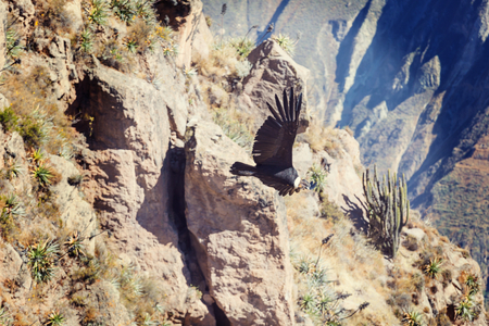 Flying condor in the Colca canyon,Peruの写真素材
