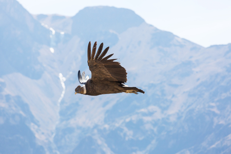 Flying condor in the Colca canyon,Peruの写真素材
