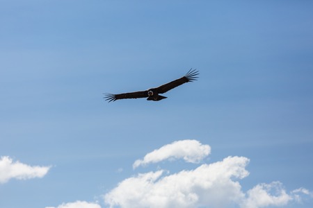 Flying condor in the Colca canyon,Peru