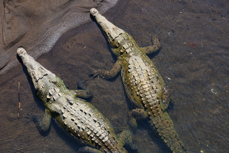 crocodile site in Costa Rica, Central Americaの写真素材