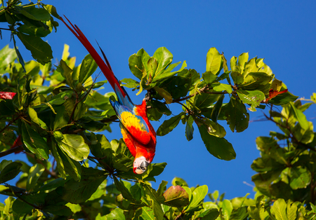 Green-winged Macaw Ara in the wild, Costa Rica, Central America