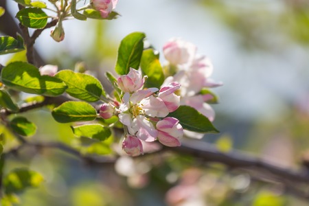 Flowers of the cherry blossoming in the spring gardenの写真素材