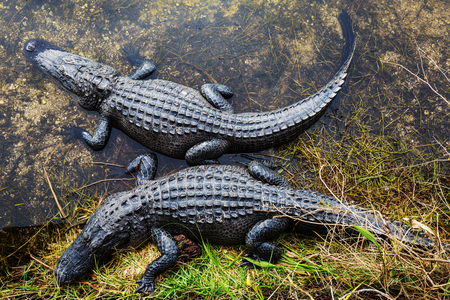 Alligator in Floridaの写真素材