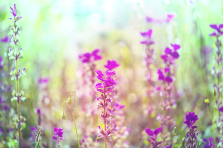 Close-up shot of the beautiful flowers. Suitable for floral background.の写真素材