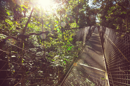 Hiking in green tropical jungle, Costa Rica, Central Americaの写真素材