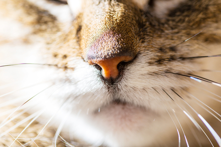 Close up portrait of a catの写真素材