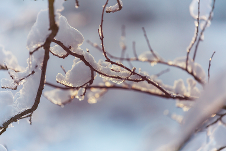 Picturesque snow-covered forest in the winterの写真素材