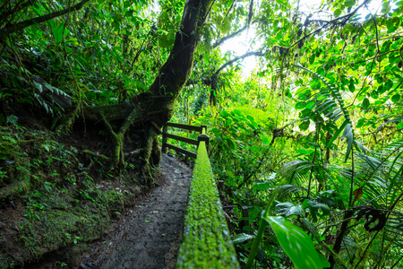 Misty Rainforest in  Costa Rica,  Central Americaの写真素材