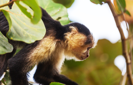 White faced capuchin monkeys  forest in Costa Rica, Central Americaの写真素材