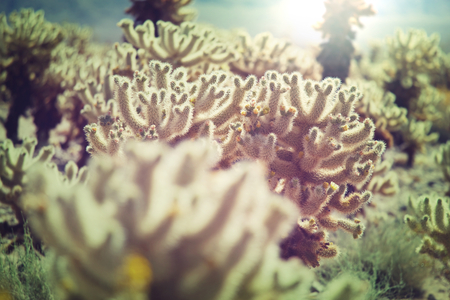 Saguaro National Parkの写真素材