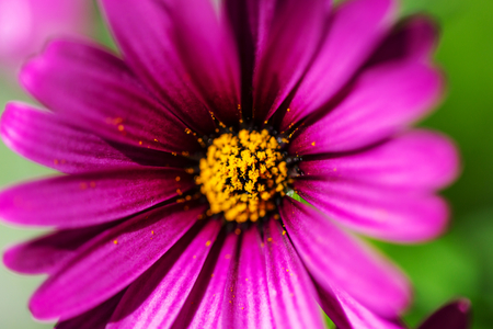 Close-up shot of the beautiful flowers. Suitable for floral background.の写真素材
