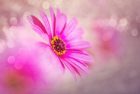Close-up shot of the beautiful flowers. Suitable for floral background.の写真素材