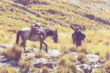 Donkey caravan in Cordiliera Huayhuash, Peru, South Americaの写真素材