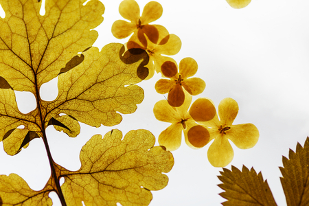Set of herbarium wild dry pressed flowers and leaves