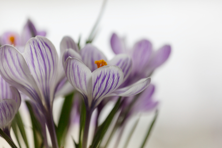 Beautiful spring crocuses close upの写真素材