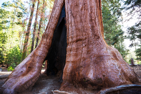 Sequoias forest in summer seasonの写真素材