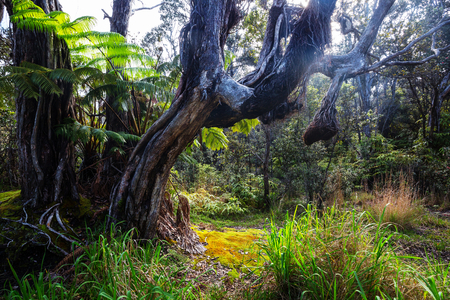 Gigant fern trees in rainforest, Hawaii islandの写真素材