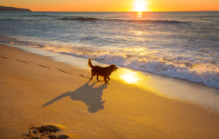 dog on beach in Hawaii islandの写真素材