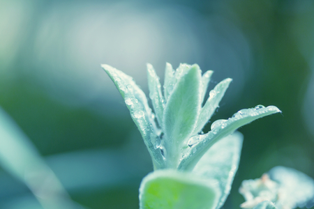 Green grass with dew drops closeup. Natural summer background.の写真素材