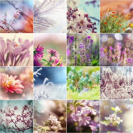 Different flowers collectionの写真素材