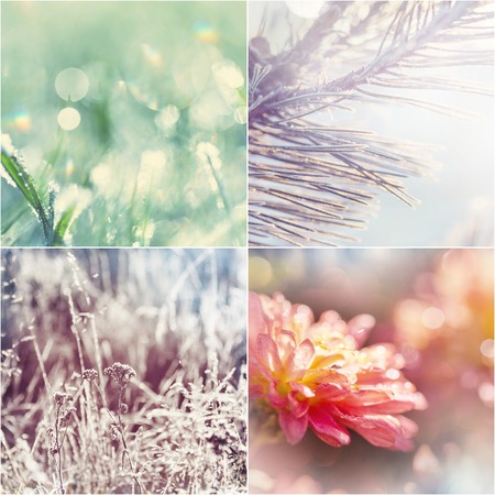 Different flowers collectionの写真素材