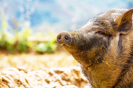 vietnam pigの写真素材