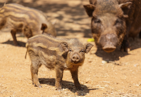 vietnam pigの写真素材