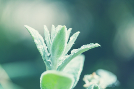Bright spring green grass fieldの写真素材