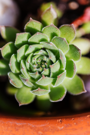 Green floverの写真素材