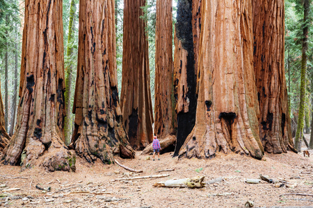 Sequoias forest in summer seasonの写真素材